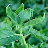 Spinach New Zealand - Warrigal Greens